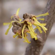 Attēlu rezultāti vaicājumam “Hamamelis vernalis bud”