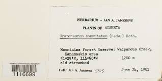 Attēlu rezultāti vaicājumam “Palustriella”