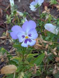 Attēlu rezultāti vaicājumam “Viola tricolor subsp. curtisii leaf”