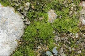 Attēlu rezultāti vaicājumam “Gymnostomum calcareum”