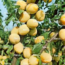 Attēlu rezultāti vaicājumam “Prunus domestica subsp. domestica fruit”