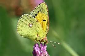 Attēlu rezultāti vaicājumam “Colias croceus underside”