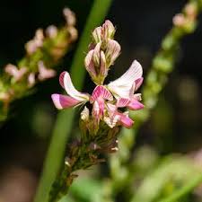 Attēlu rezultāti vaicājumam “Onobrychis arenaria bud”