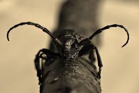 Attēlu rezultāti vaicājumam “Lamia textor”