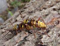 Attēlu rezultāti vaicājumam “Plagionotus detritus”