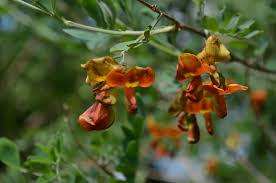 Image result for Colutea x media (arborescens x orientalis)