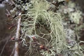Attēlu rezultāti vaicājumam “Usnea subfloridana”