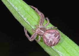 Attēlu rezultāti vaicājumam “Xysticus cristatus”