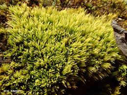 Attēlu rezultāti vaicājumam “Tortella inclinata”