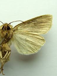 Attēlu rezultāti vaicājumam “Mythimna impura”