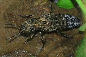 Attēlu rezultāti vaicājumam “Ontholestes murinus”