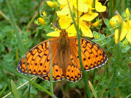 Attēlu rezultāti vaicājumam “Argynnis aglaja upperside”