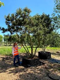 Attēlu rezultāti vaicājumam “Pinus mugo”