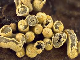 Attēlu rezultāti vaicājumam “Physarum, Nannengaella sp.”