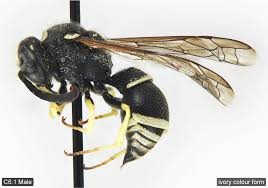 Attēlu rezultāti vaicājumam “Ancistrocerus sp. male”