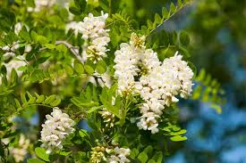 Attēlu rezultāti vaicājumam “Robinia pseudoacacia flower”