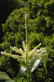 Attēlu rezultāti vaicājumam “Zea mays female flower”