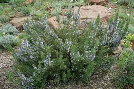 Image result for Rosmarin