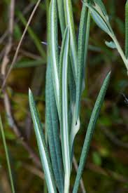 Attēlu rezultāti vaicājumam “Andromeda polifolia leaf”