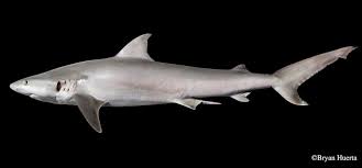 Image result for Carcharhinus
