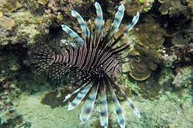 Image result for Pterois volitans