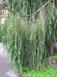 Attēlu rezultāti vaicājumam “Picea abies fo. virgata leaf”