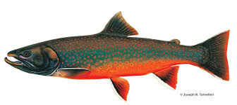 Image result for Salvelinus malma