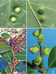 Attēlu rezultāti vaicājumam “Rabdophaga heterobia”