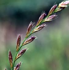 Attēlu rezultāti vaicājumam “Lolium perenne”