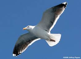 Attēlu rezultāti vaicājumam “Larus marinus”