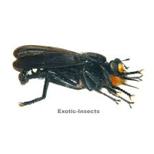 Attēlu rezultāti vaicājumam “Asilidae”