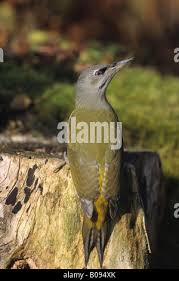 Attēlu rezultāti vaicājumam “Picus canus female”
