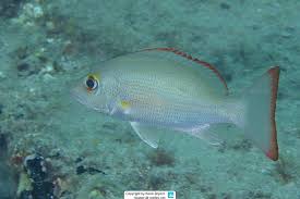 Image result for Lutjanus mahogoni