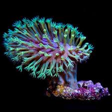 Attēlu rezultāti vaicājumam “Sarcoporia polyspora”