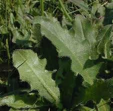 Attēlu rezultāti vaicājumam “Hypochaeris radicata fruit”