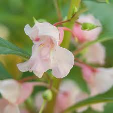 Image result for Impatiens balsamina