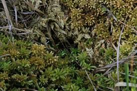 Attēlu rezultāti vaicājumam “Sphagnum papillosum”