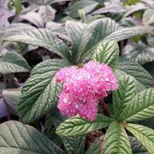 Image result for Rodgersia chocolate wings