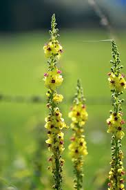 Image result for Verbascum blattaria