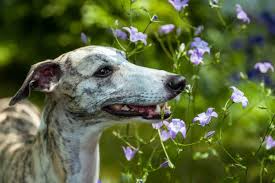 Image result for Reading Greyhound Track