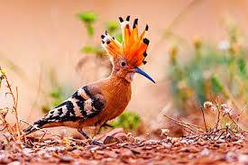 Attēlu rezultāti vaicājumam “Upupa epops adult”