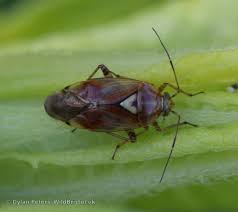 Attēlu rezultāti vaicājumam “Lygus pratensis”