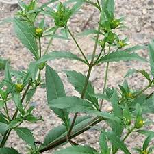 Attēlu rezultāti vaicājumam “Bidens tripartita flower”