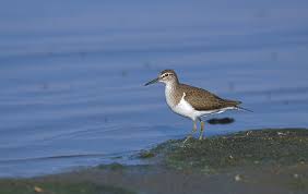 Attēlu rezultāti vaicājumam “Actitis hypoleucos”