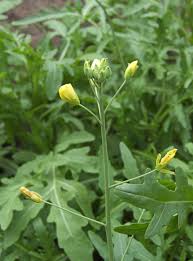 Attēlu rezultāti vaicājumam “Diplotaxis tenuifolia bud”