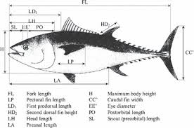 Image result for Thunnus thynnus