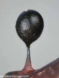 Attēlu rezultāti vaicājumam “Lamproderma pseudomaculatum spores”