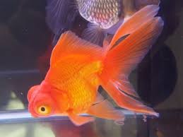 Image result for 出目金