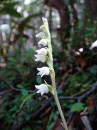 Attēlu rezultāti vaicājumam “Goodyera repens fruit”