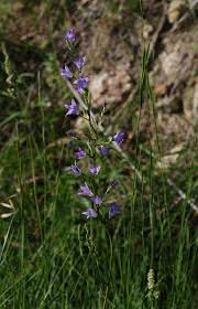 Image result for Campanula rapunculus